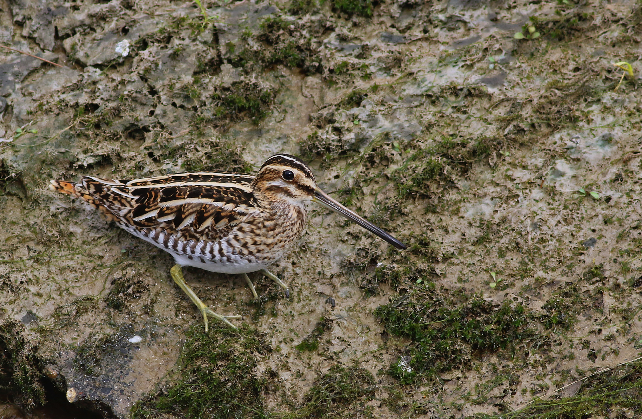 Common Snipe